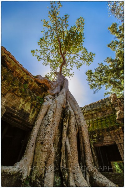 Cambodia - Ta Prohm Temple -