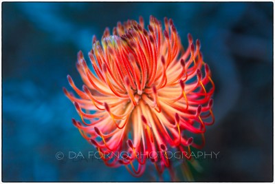 South Africa - Cape Town - Kirstenbosch Botanical Garden - Canon EOS 7D / EF 100mm f/2,8 L Macro IS USM