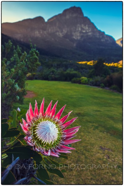South Africa - Cape Town - Kirstenbosch Botanical Garden - King Protea (Protea cynaroides) -  Canon EOS 5D II /  EF 24-70mm f/2,8 L USM