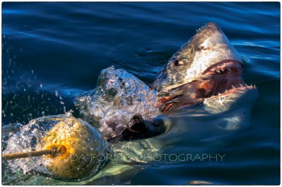South Africa - Great White Shark (Carcharodon carcharias) -  Canon EOS 7D / EF 70-200 mm f/2,8 L IS USM