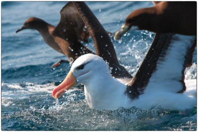South Africa - Seal Island - Black-browned Albatross (Diomedea melanophris) -  Canon EOS 7D / EF 70-200 mm f/2,8 L IS USM