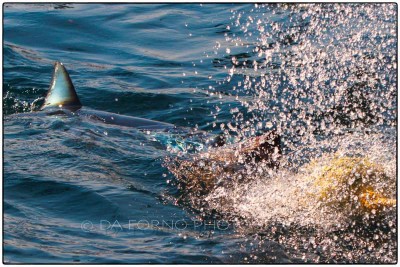 South Africa - Mako shark (Isurus oxyrinchus) -  Canon EOS 7D / EF 70-200 mm f/2,8 L IS USM