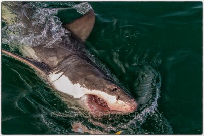 South Africa - Great White Shark (Carcharodon carcharias) -  Canon EOS 7D / EF 70-200 mm f/2,8 L IS USM