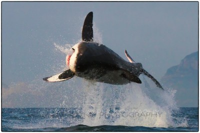 South Africa - Seal Island - Great White Shark (Carcharodon carcharias) -  Canon EOS 7D / EF 70-200 mm f/2,8 L IS USM