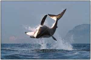 South Africa - Seal Island - Great White Shark (Carcharodon carcharias) - Canon EOS 7D / EF 70-200 mm f/2,8 L IS USM