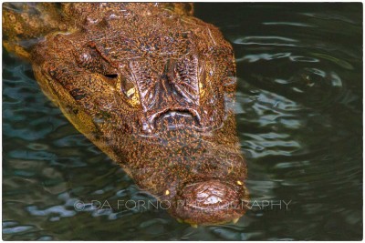 Costa Rica - The spectacled caiman (Caiman crocodilus) -  Canon EOS 7D / EF 70-200 mm f/2,8 L IS USM + 2.0x