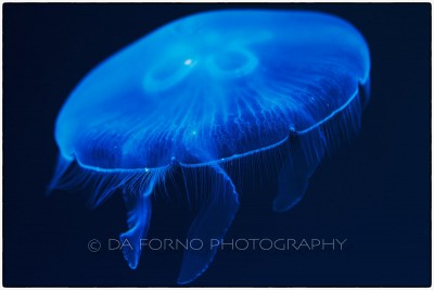 Jellyfish Aurelia (Aurelia aurita) - Canon EOS 7D / EF 100mm f/2,8 L Macro IS USM