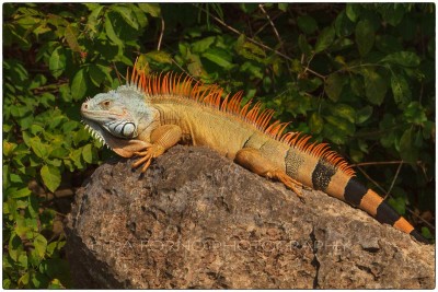 Mexico - Chiapas - Sumidero Canyon - Green Iguana (Iguana iguana) - Canon EOS 7D / EF 70-200mm f/2,8 L IS II USM + 2.0x