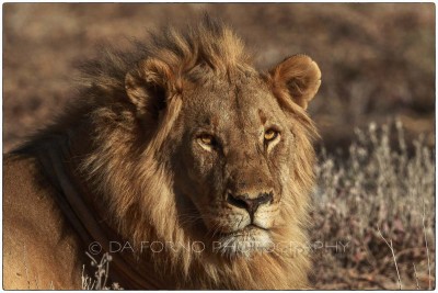 Namibia - Etosha - African Lion (Panthera leo) - Canon EOS  5D III / EF 400mm f/2.8 L IS II USM + 2.0x III