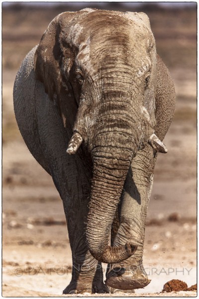 Namibia - Etosha - African Elephant (Loxodonta africana) - Canon EOS  5D III / EF 400mm f/2.8 L IS II USM + 2.0x III