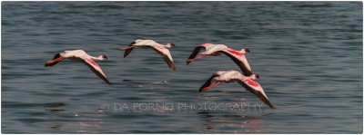 Namibia  - Sandwich Harbor - Lesser Flamingo (Phoeniconaias minor) - Canon EOS  7D / EF 70-200mm  f/2.8 L IS II USM +1.4x III