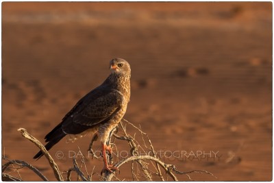 Namibia - Sossusvlei area - Dune 45 - Canon EOS  7D / EF 70-200mm  f/2.8 L IS II USM 