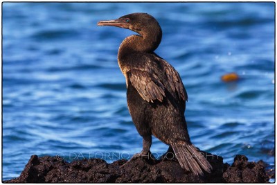 Galapagos Island - Flightless Cormorant (Phalacrocorax harrisi) - Canon EOS 5D III / EF 70-200mm  f/2,8 L IS II USM +2.0x III