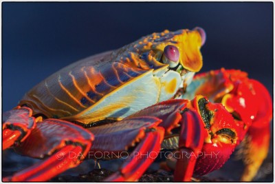 Galapagos Island - Sally Lightfoot Crab (Grapsus grapsus) - Canon EOS 5D III / EF 70-200mm  f/2,8 L IS II USM +2.0x III