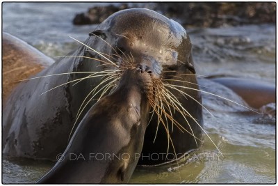 Galapagos Islands - Male and female Sea Lion (Zalophus wollebaeki) - Canon EOS 5D III / EF 70-200mm  f/2,8 L IS II USM +2.0x III