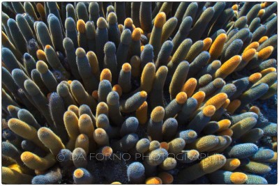 Galapagos Islands -  Fernandina Island - the Lava Cactus - (Brachycereus nesioticus) - Canon EOS 7D / EF 16-35mm f/2,8 L II USM