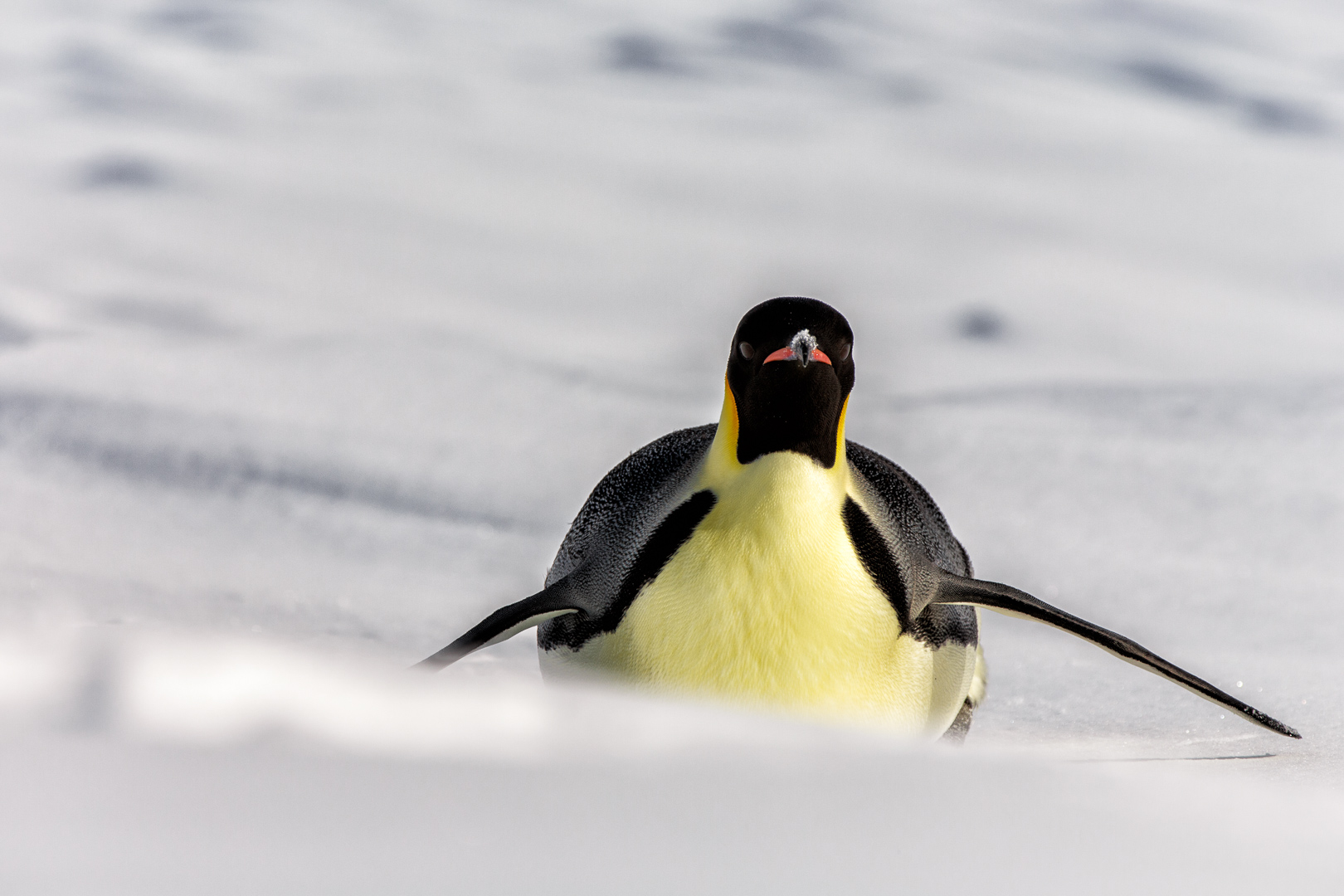 Antarctica - The emperor penguin (Aptenodytes forsteri) - Canon EOS 5D III / EF 70-200mm f/2.8 L IS II USM +2.0x III