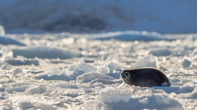 Svalbard - Ringed seal (Pusa hispida) - Canon EOS  7D II / EF 400mm f/2.8 L IS II USM