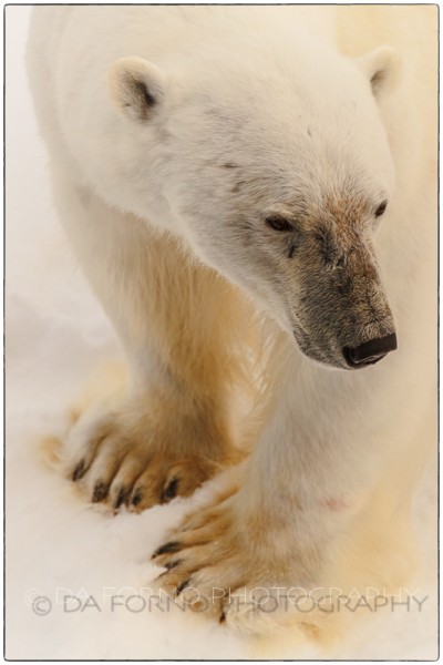 Svalbard - The polar bear (Ursus maritimus) - Canon EOS  5D III / EF 70-200mm f/2.8 L IS II USM + 1.4x III
