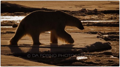 Svalbard - The polar bear (Ursus maritimus) - Canon EOS  7D II / EF 400mm f/2.8 L IS II USM
