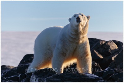 Svalbard - Polar bear (Ursus maritimus) - Canon EOS  5D III / EF 70-200mm f/2.8 L IS II USM + 1.4x III