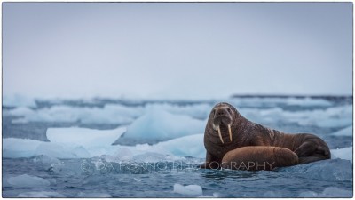 Svalbard - Kvitoya - Walrus (Odobenus rosmarus) - Canon EOS  5D III / EF 70-200mm f/2.8 L IS II USM + 1.4x III
