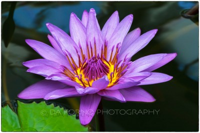 New Zealand - Botanical Garden of Wellington - Lotus flower close up - Canon EOS 7D - EF 100mm f/2,8 L Macro IS USM