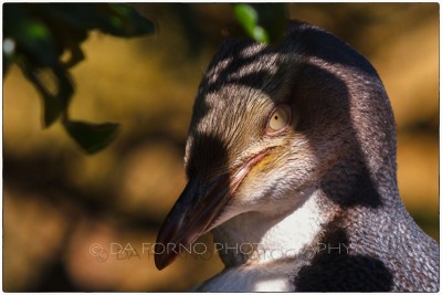 New Zealand - Otago peninsula - Penguin antipode (Megadyptes antipodes) - EOS 7D - EF 70-200mm f/2,8 L IS USM