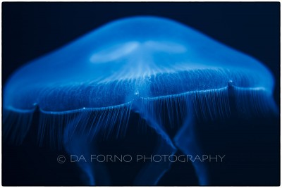 Common jellyfish (Aurelia aurita) - Canon EOS 7D / EF 100mm f/2,8 L Macro IS USM