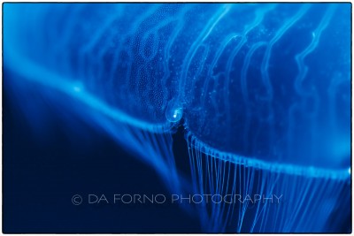 Common jellyfish (Aurelia aurita) - Canon EOS 7D / EF 100mm f/2,8 L Macro IS USM