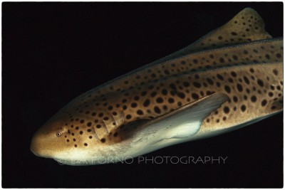 Zébra shark (Stegostoma fasciatum) -  Canon EOS 5D II / EF 16-35mm f/2,8 L USM