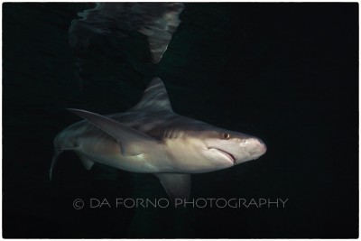 Sandbar shark (Carcharhinus plumbeus) - Canon EOS 5D II / EF 16-35mm f/2,8 L USM