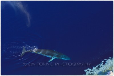 Antarctica - Minke whale diving in the pack ice (
Balaenoptera acutorostrata) - Canon EOS 5D III / EF 70-200mm f/2.8 L IS II USM 