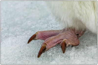 Antarctica - Adeli penguin  foot (Pygoscelis adeliae) - Canon EOS 5D III / EF 70-200mm f/2.8 L IS II USM +2.0x III