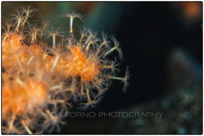Antarctica - Underwater - Octocorallia (Alcyonaria) - Canon EOS 5D II / EF 100mm f/2.8 L Macro IS USM