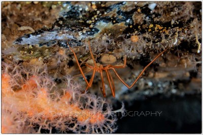 Antarctica - Underwater - Sea spider (Pycnogonidae familly) - Canon EOS 5D II / EF 100mm f/2.8 L Macro IS USM