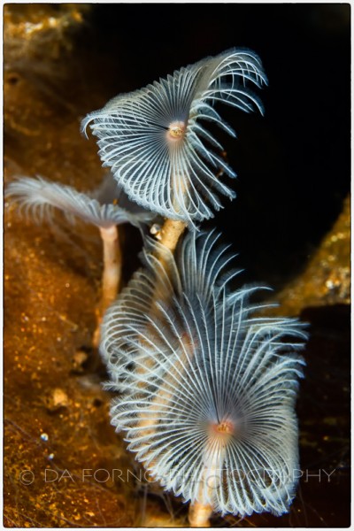 Antarctica - Underwater - White spiral Fan worms (sabellidae familly) - Canon EOS 5D II / EF 100mm f/2.8 L Macro IS USM