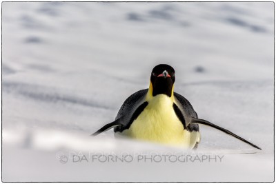 Antarctica - The emperor penguin (Aptenodytes forsteri) - Canon EOS 5D III / EF 70-200mm f/2.8 L IS II USM +2.0x III