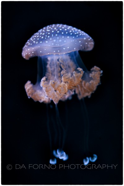 White spotted jellyfish (Phyllorhiza punctata) - Canon EOS 5D III / EF 100mm f/2,8 L Macro IS USM