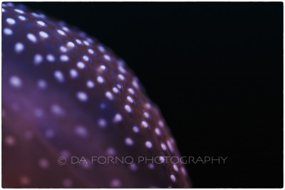 White spotted jellyfish (Phyllorhiza punctata) - Canon EOS 5D III / EF 100mm f/2,8 L Macro IS USM