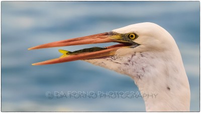 Miami - Key West - Great Egret (Casmerodius albus) eating a fish - Canon EOS 7D - EF 70-200mm f/2,8 L IS II USM