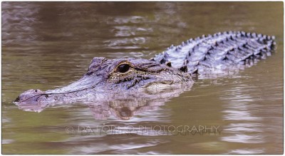 Miami - Everglades - American alligator (Alligator mississippiensis) - Canon EOS 7D - EF 70-200mm f/2,8 L IS II USM +1,4x