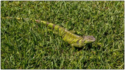 Miami - Land iguana (Iguana iguana) - Canon EOS 5DIII - EF 24-70mm f/2,8 L USM