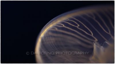 Common jellyfish (Aurelia aurita)