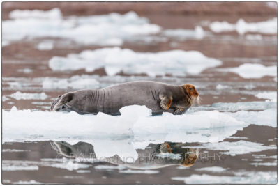 Svalbard - Bearded seal (Erignathus barbatus)