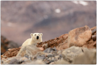 Svalbard - Polar bear (Ursus maritimus) 