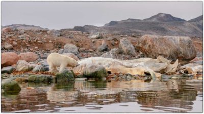 Svalbard - Polar bear (Ursus maritimus) 