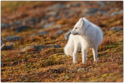 Svalbard - Polar fox (Vulpes lagopus)